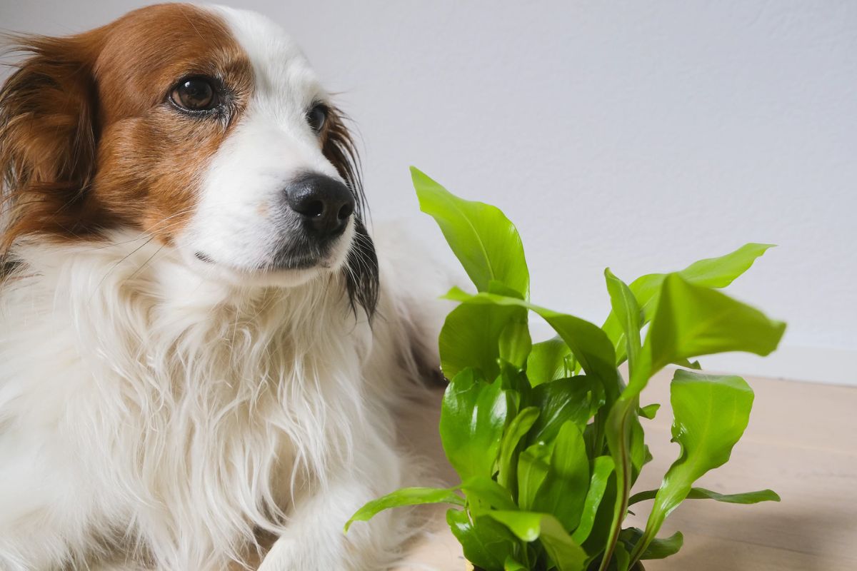 dogs and ivy unsplash