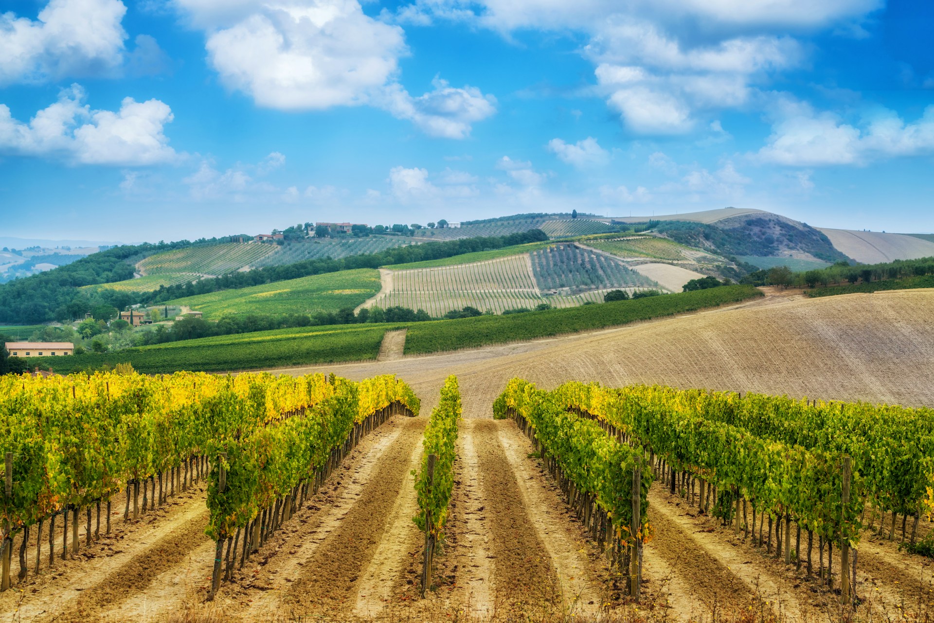 Exploring Top Wineries of Napa Valley and Sonoma