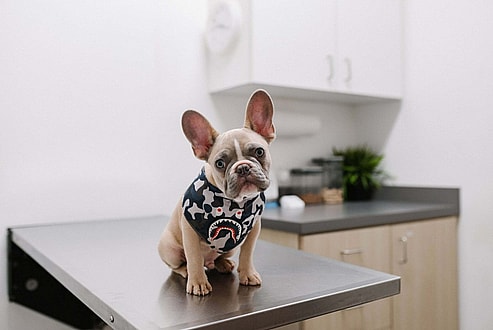 How long does pet insurance take to kick in?
