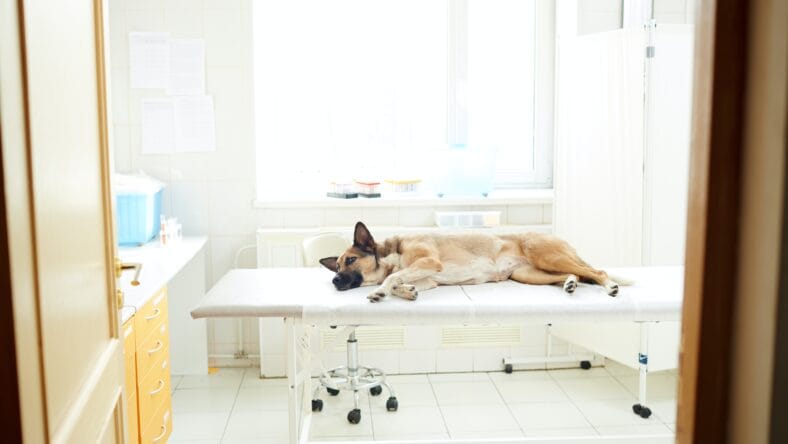 house clean with pets