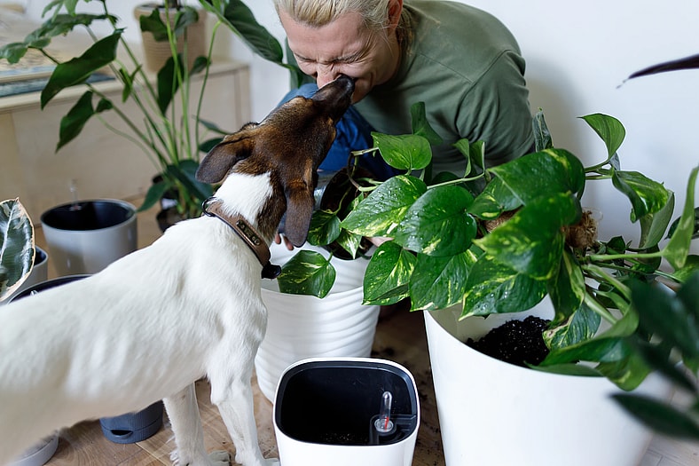 dogs and ivy