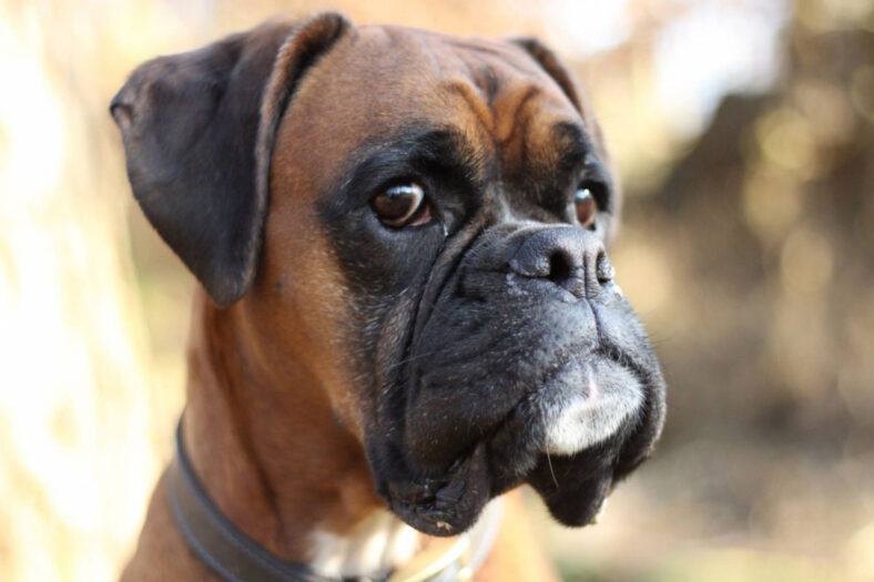 boxer dog brown face pet animal